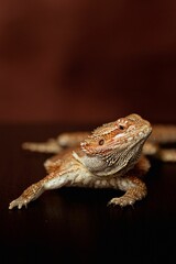 Closeup shot of a single brown Central bearded dragon in the blurred background.