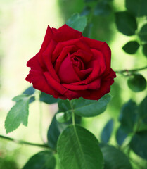 Bright red rose in the garden