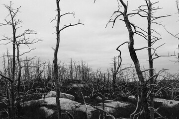 Beautiful monochrome shot of dry trees and branches in a cloudy weather