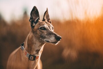 Beautiful brown dog staring at something