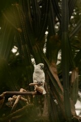 the bird sits on the branch of the cactus plant while the camera focuses in the