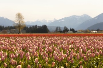 tulip fields in a valley in the mountainside of the skaldofat