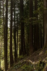 there is no image on this page to describe what you are looking at