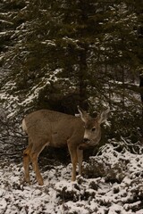 a deer that is walking on some snow grass and trees