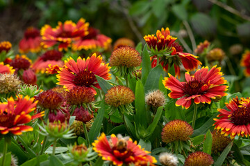 Firewheel blanket flower (gaillardia pulchella) plants in bloom