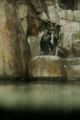 Fototapeta na wymiar Adorable penguin perched upon two large rocks in a zoo, looking around with curiosity