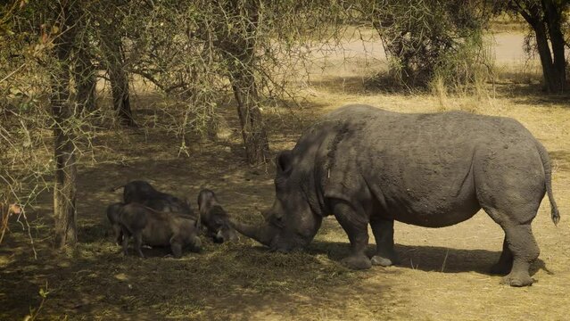 Rhino and three warthogs feeding in Bandia Reserve, Senegal