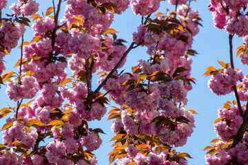 tree blossom in spring with blue sky in background