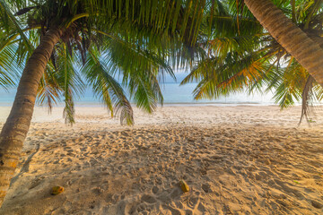 Palm trees by the sea at sunset in Praslin island