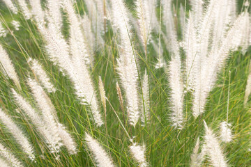 Fountain grass or pennisetum alopecuroides