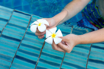 Fototapeta na wymiar Plumeria or Frangipani flowers in hands. Blue swimming pool
