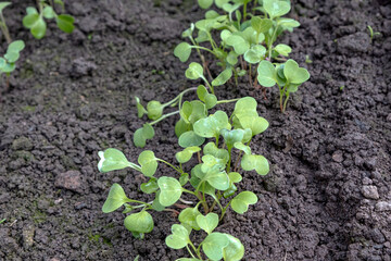 Young radish sprouts in the garden