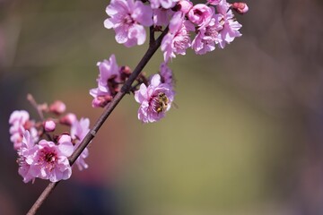 Closeup of a bumblebee pollinating a cherry flower blooming on a tree
