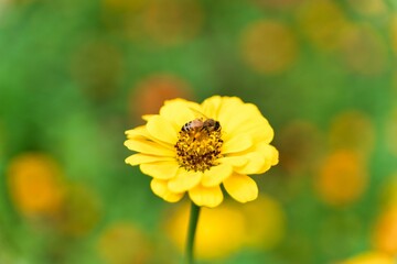 Closeup of a bumblebee pollinating a yellow flower