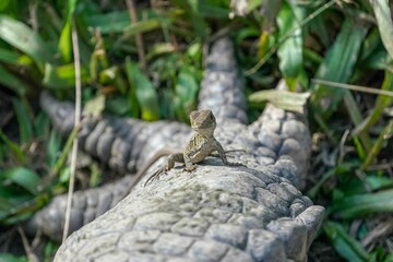 Closeup of an Iguana sitting on a rock against green shrubs