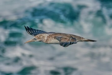 Closeup of a Northern gannet flying on a blurry background