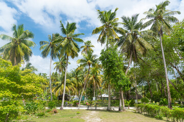 Fototapeta na wymiar Coconut palm trees in L'Union Estate Park in La Digue