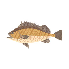 オオモンハタ。フラットなベクターイラスト。
Areolate grouper. Flat designed vector illustration.