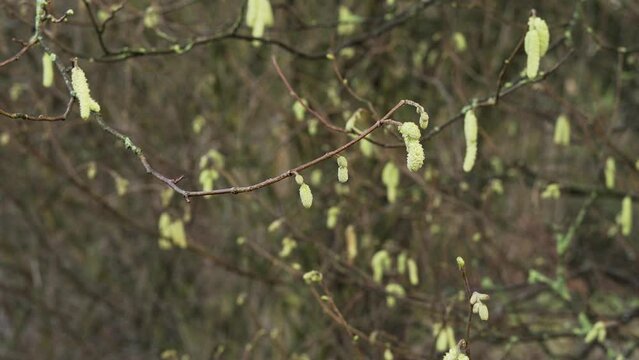 Green Buds on Branches