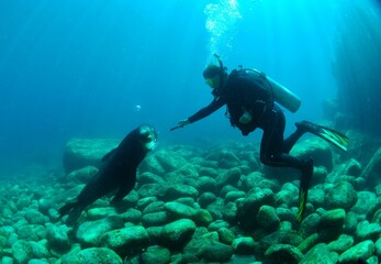 Sea lion with human in ocean during scuba diving