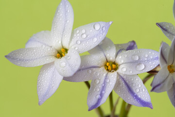 濡れた白い花