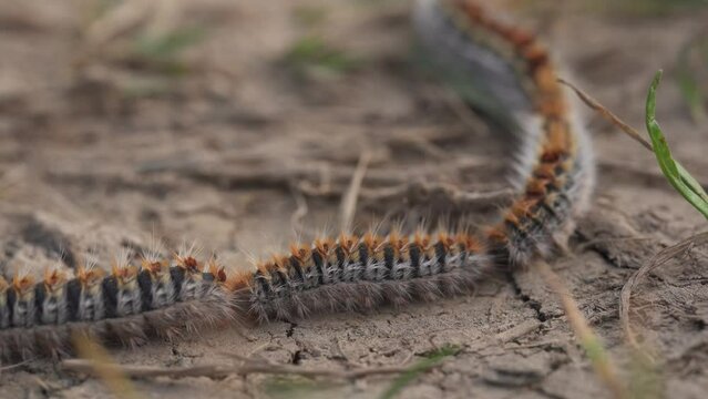processionary caterpillar moving in a row