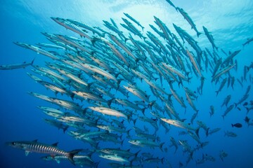Fototapeta na wymiar Shoal of Chevron Barracuda in the ocean
