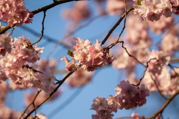 Macro shot of pink cherry blossoms on a tree against the blue sky, springtime