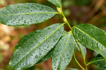 Selective focus of plant leaves after rain