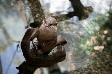 a small otter is sitting in the water on a branch