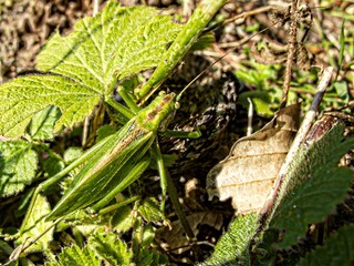 a grasshopper is sitting on the ground next to some green leaves
