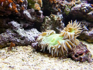 Naklejka na ściany i meble Underwater shot of colorful coral reefs