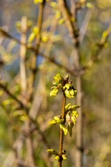 Plant branch with sprouts on it with blurred forested background