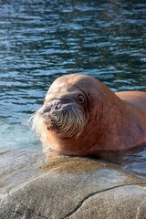 Closeup of a walrus in the water near rocks