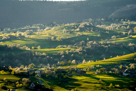  View of blossoming trees with white flowers and green meadows, spring in the Slovak forest,spring weather, Hriňová