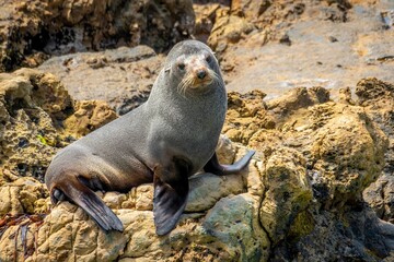 Cape fur seal (Arctocephalus pusillus) sitting on a rock