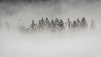Winter landscape view with foggy trees with misty background