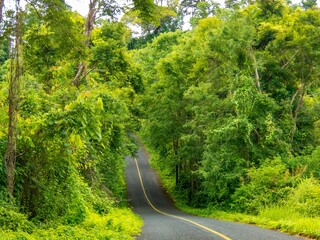 Narrow road between lush trees in Nan Province, Thailand