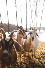 Dairy goats on a small farm in Ontario, Canada. Farming and agriculture in North America.