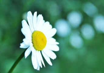 Fototapeta premium Selective focus shot of a white daisy