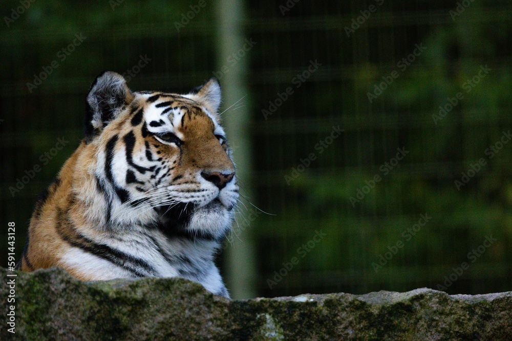 Wall mural Close-up of an Amur tiger (Panthera tigris tigris) sitting on a rock