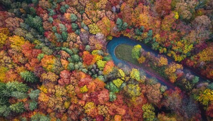 Aerial view of a winding road between dense colorful trees in beautiful autumn forest