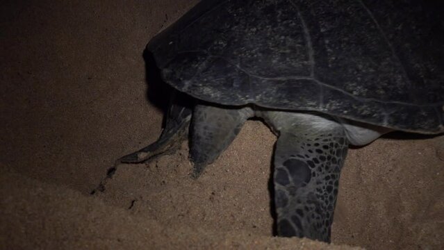 Green turtle laying eggs at the beach