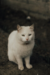 white cat on the wall