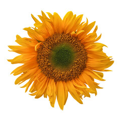 Yellow sunflower isolated on transparent background	