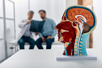 Human head anatomical model on doctor's table over background neurologist analyzing results of MRI...