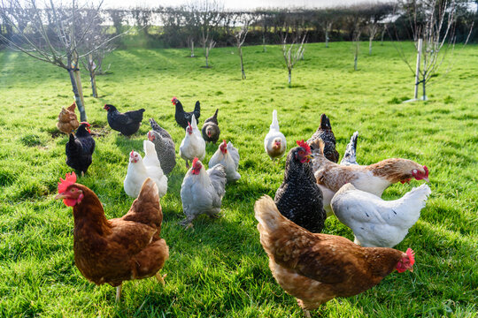 Flock of domestic chickens running free-range around a field orchard.