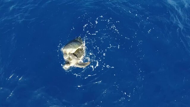 Drone footage of green turtles mating in the ocean