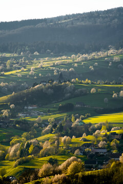  View of blossoming trees with white flowers and green meadows, spring in the Slovak forest,spring weather, Hriňová