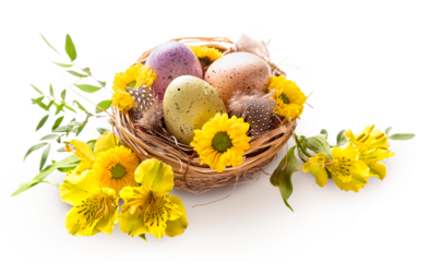 PNG. Happy Easter. Three spotted eggs in the nest and spring yellow flowers. isolate